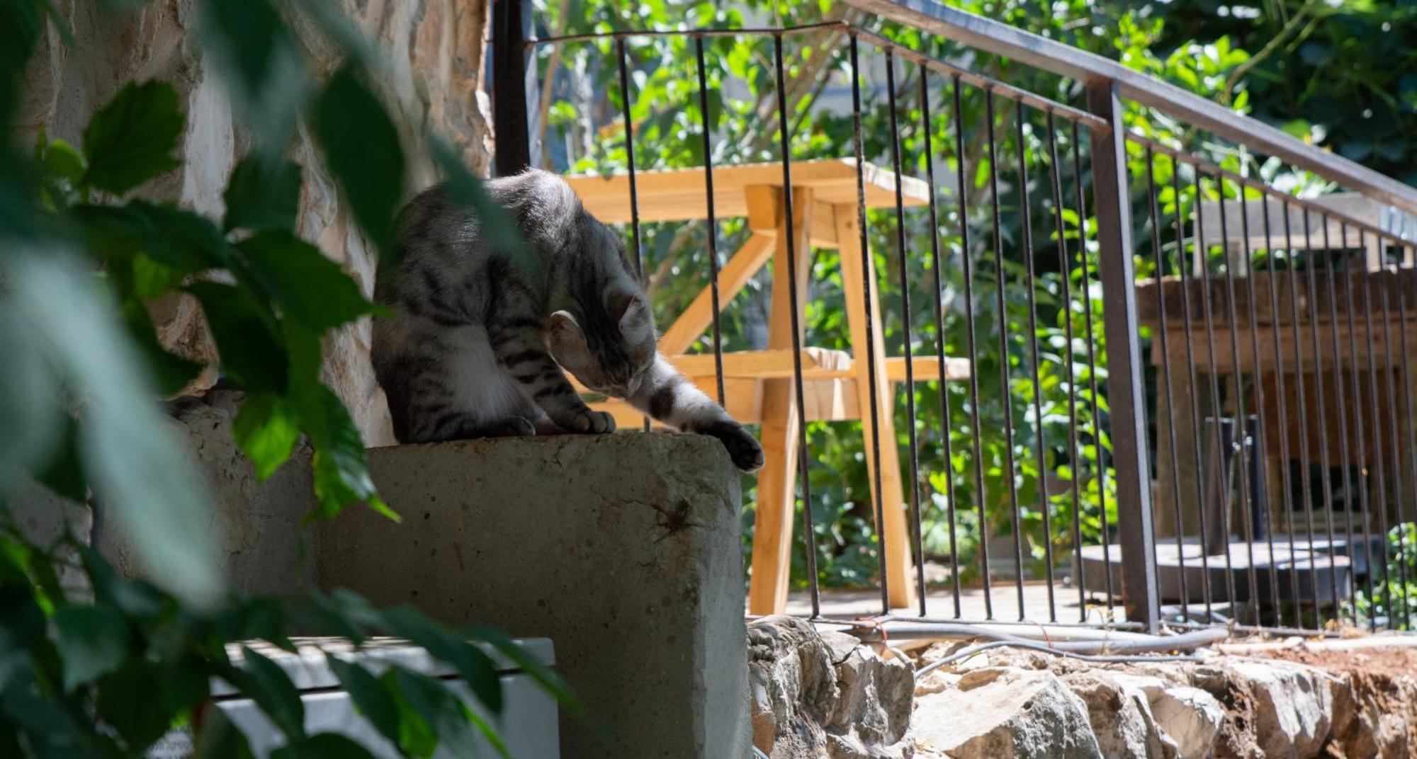 Harmony Inn Safed Kültér fotó